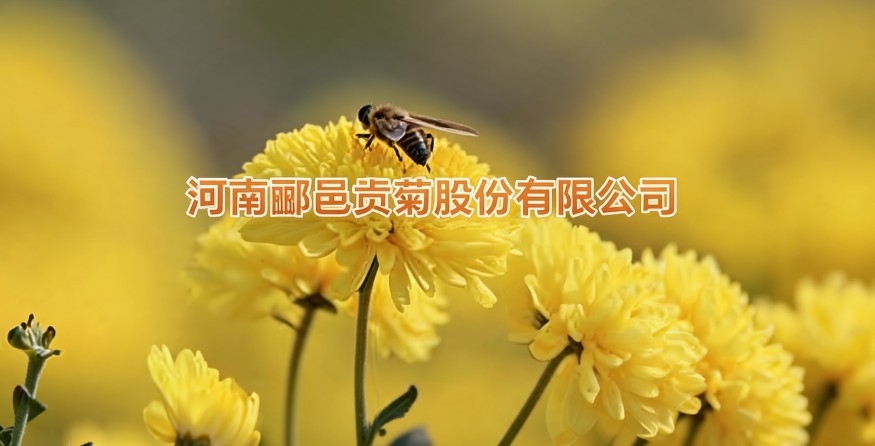 河南郦邑贡菊股份有限公司